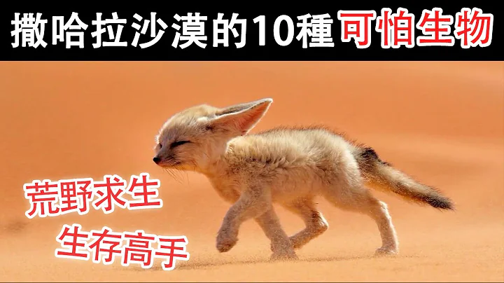 10種生活在撒哈拉沙漠的動物，蝰蛇的可怕程度要遠超我們的認知！ 【黑土日記】 - 天天要聞