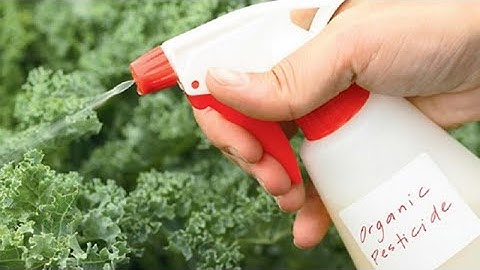 Ứng Dụng IMO4  - Làm Chế Phẩm Trừ Sâu Sinh Học Hữu Cơ (Make Organic Biopesticides)