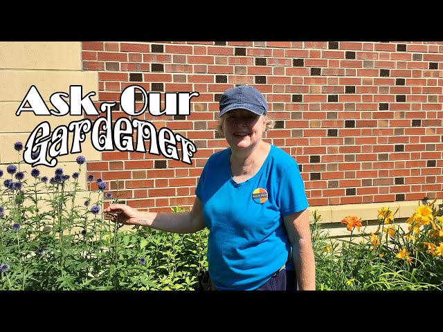 Ask Our Gardener: Pruning and Watering