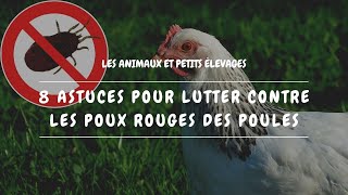 🐔 8 astuces pour lutter contre les poux rouges des poules