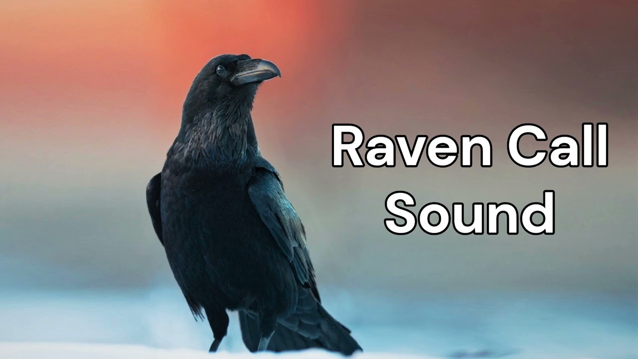 Best Raven Call Sounds Compilation