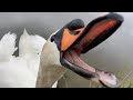 Swan Hissing