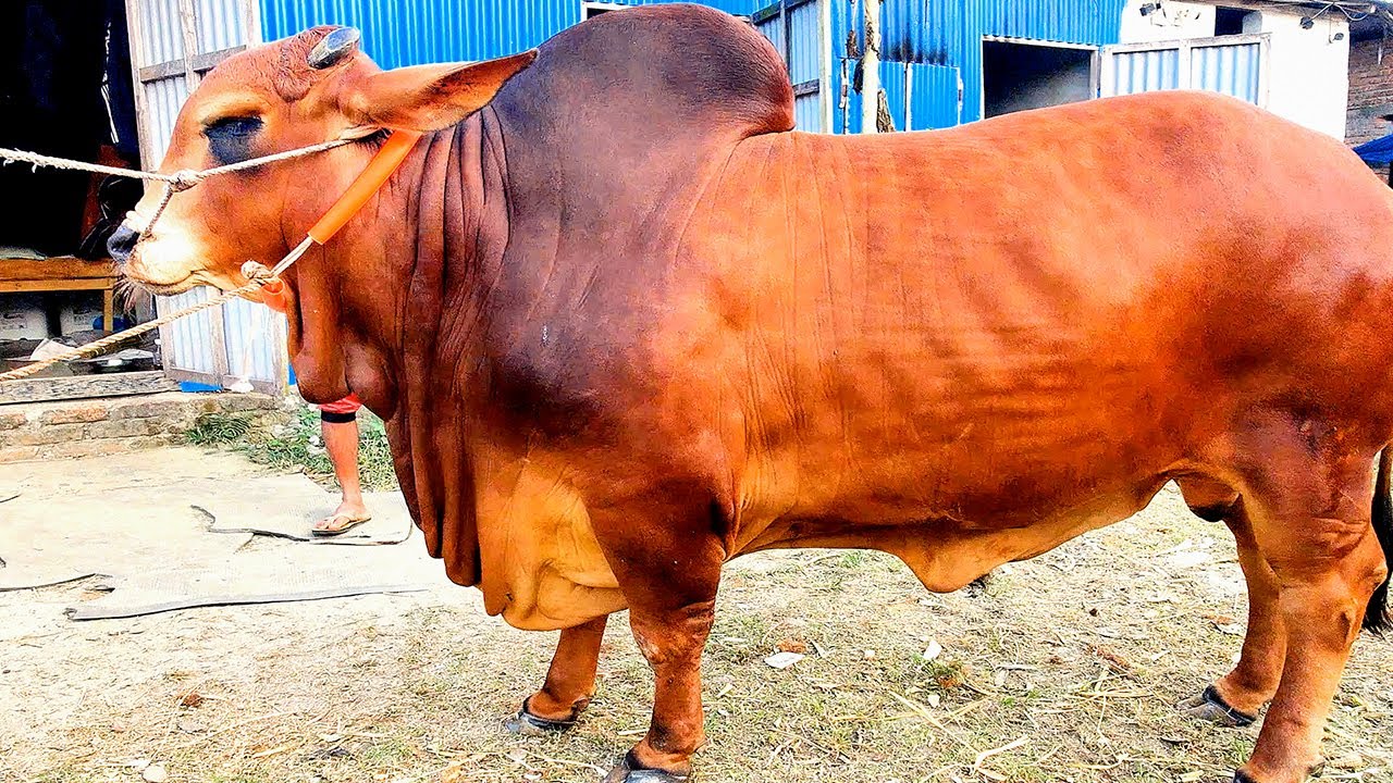 Beautiful Sahiwal Bull Taz Cattle Ranch YouTube beautiful-sahiwal-bull-taz-cattle-ranch-youtube