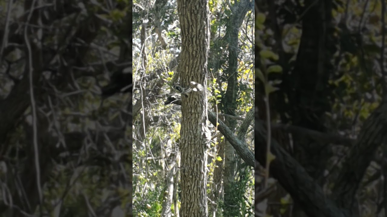 Downy Woodpeckers playing among the trees 