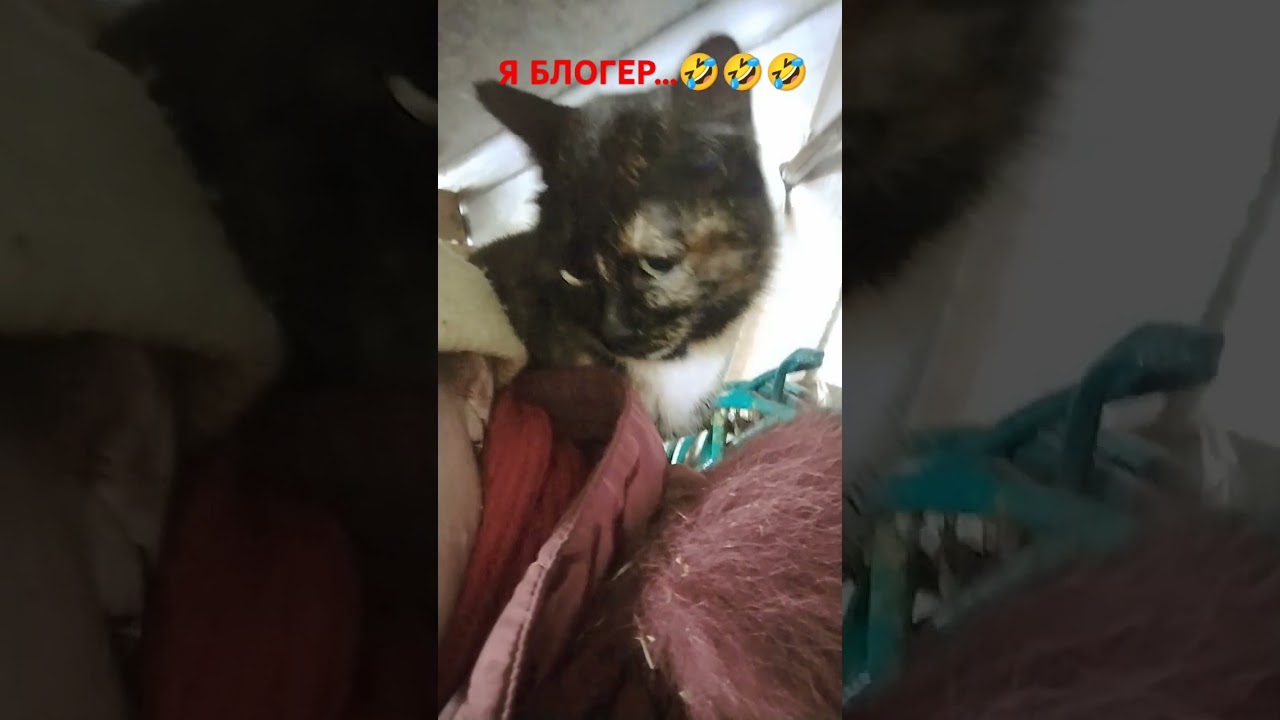 Я БЛОГЕРРРР...🤣🤣🤣