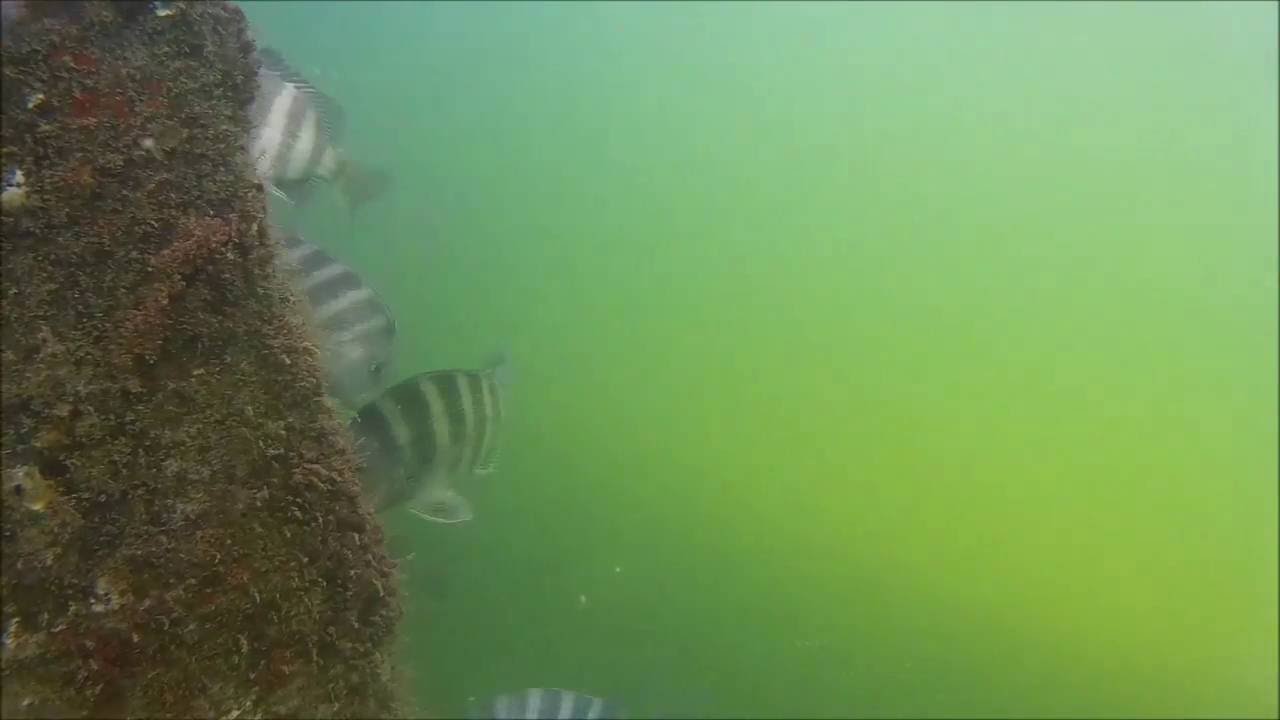 Underwater video shot of Venice pier