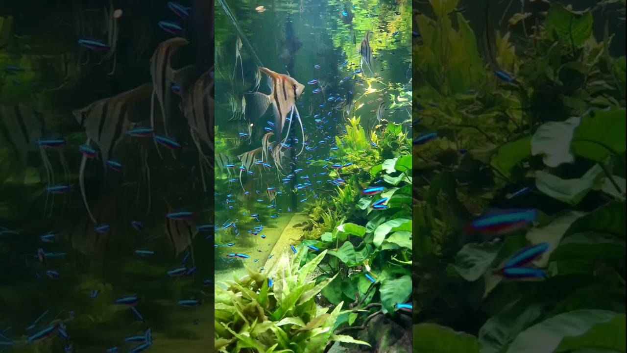 4500L aquarium with cardinal tetras and angelfish 🐠 