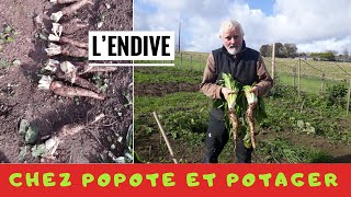 L’AUTHENTIQUE CULTURE  DES ENDIVES EN PLEINE TERRE #Saison 2020