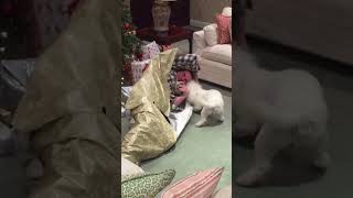 Dog Unwraps Owner For Christmas