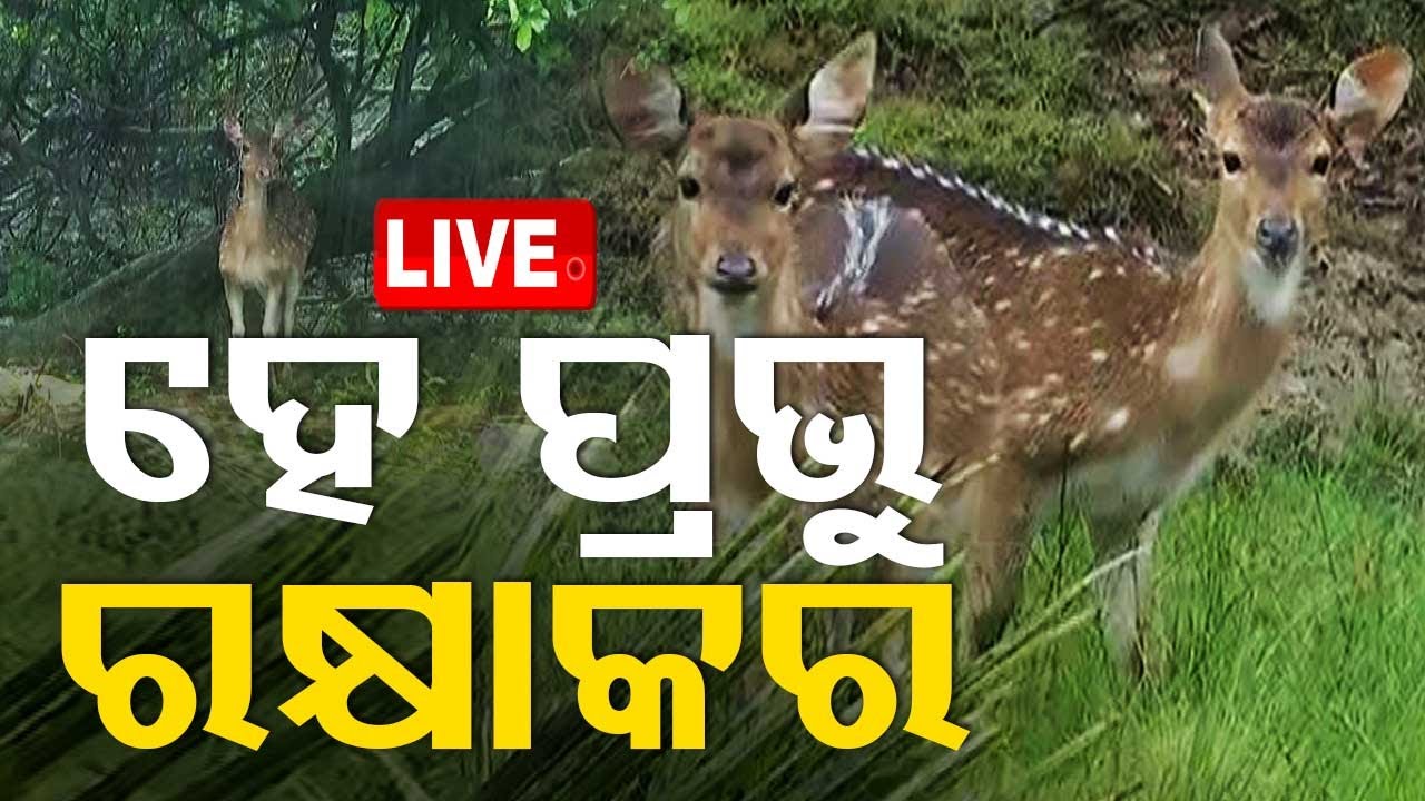 Live | ହେ ପ୍ରଭୁ ରକ୍ଷା କର ! | Cyclone Dana Uproots Trees, Brings Heavy Rain In Odisha