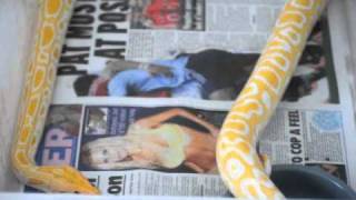 burm feature, plus animals i have for sale burm feature, plus animals i have for sale