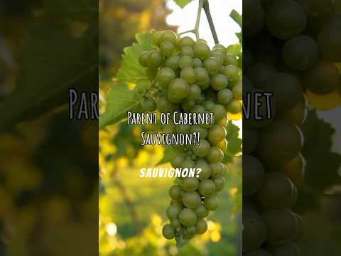 Sauvignon Blanc in