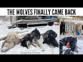 Episode 4: The Wolves Finally Came Back || Trapper Chum