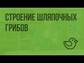 Строение шляпочных грибов. Видеоурок по окружающему миру  1 класс