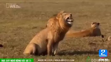 những tình huống hài hước của thú cưng