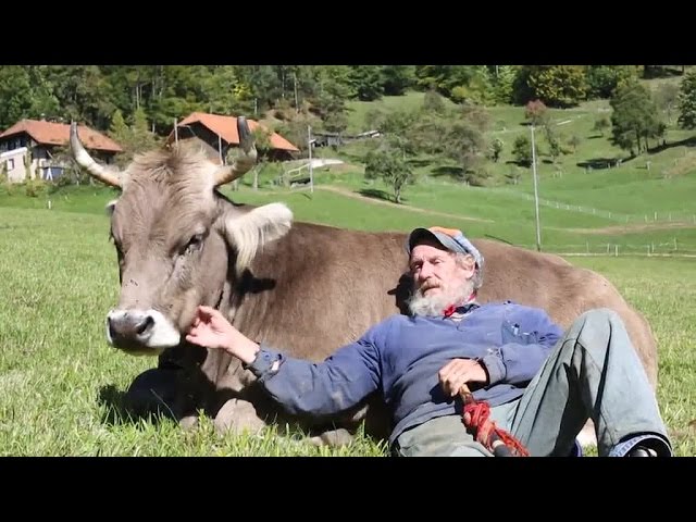 Foto Schweizer Kuh Hörner