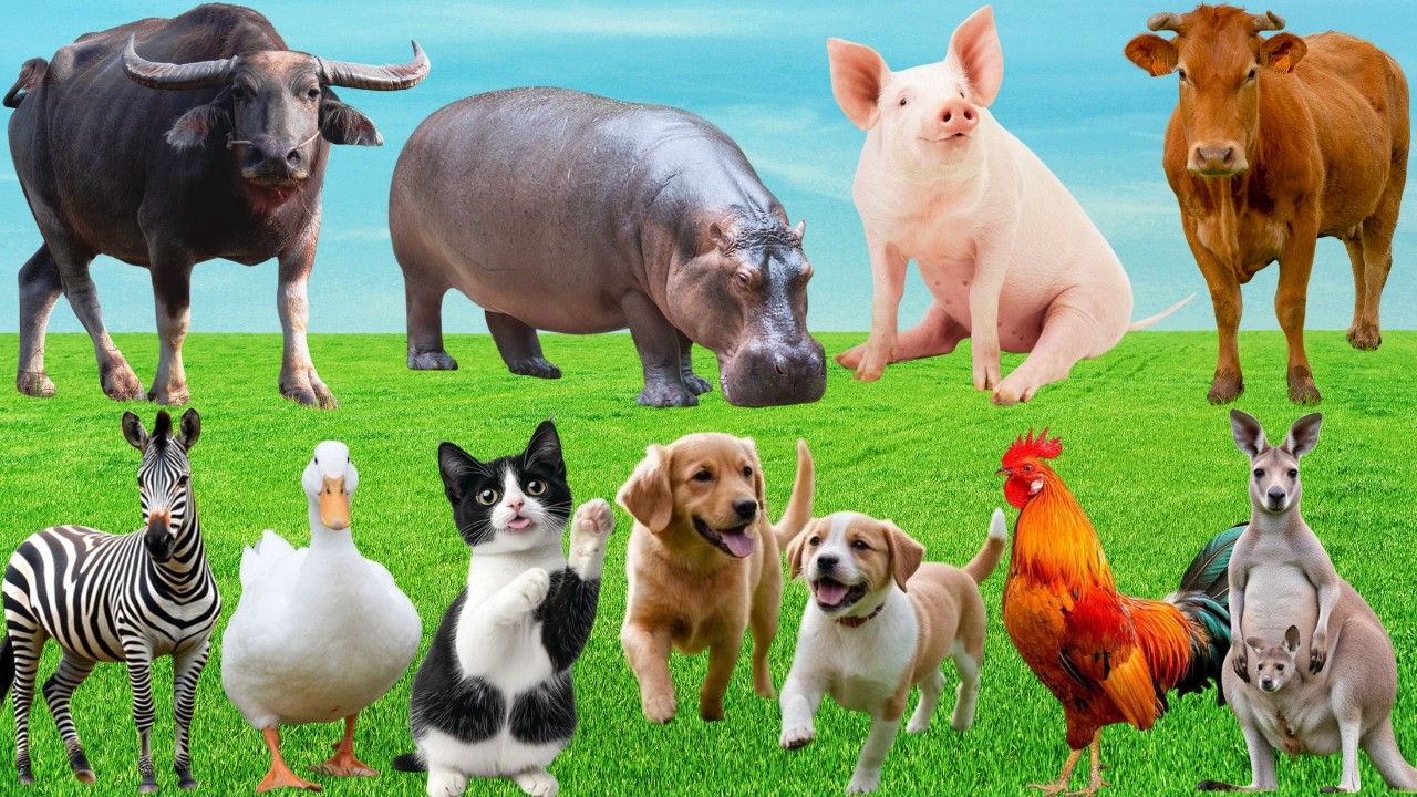 🎶Khúc Hát Thân Thương Trên Đồng Quê –  Khi Cún, Mèo, Dê & Bò 