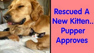 The Most Heartwarming Pics And Stories Of Happily Adopted Pets - rescue animals by rjhoefar 2,380 views 3 months ago 8 minutes, 5 seconds