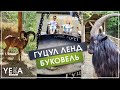 БУКОВЕЛЬ відпочинок | Парк Гуцул Ленд - етнографічний комплекс просто неба з контактним зоопарком