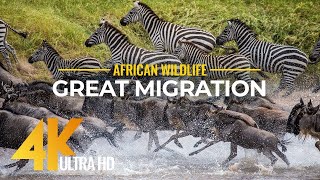 African Wildlife | Witnessing the Great Migration of Africas Majestic Animals | Full Documentary