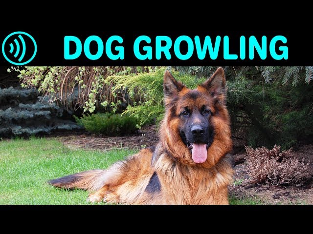 DOG GROWLING SOUND EFFECT - Big German Shepherd Dog Growling Noise | Free Sound Effects Download class=