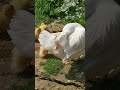 patitos chiquitos bebés