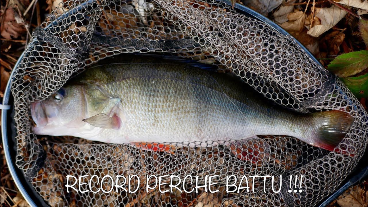 Poids de drop shot divins – 6th Sense Fishing