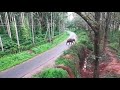 Elephants crossing road in Sakleshpur Karnataka