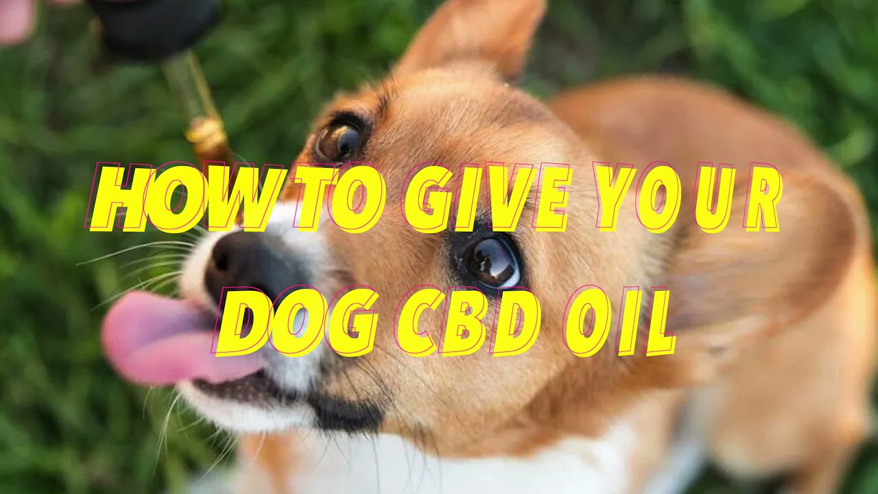 How Often Can You Give Your Dog Cbd