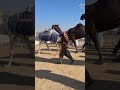 الثقيله العاصوف
