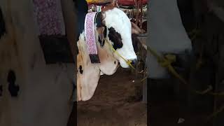 Cow Mandi Season 2023 | Karachi Cow Video | Eid-Ul- adha in Pakistan | Karachi Cattle Shorts