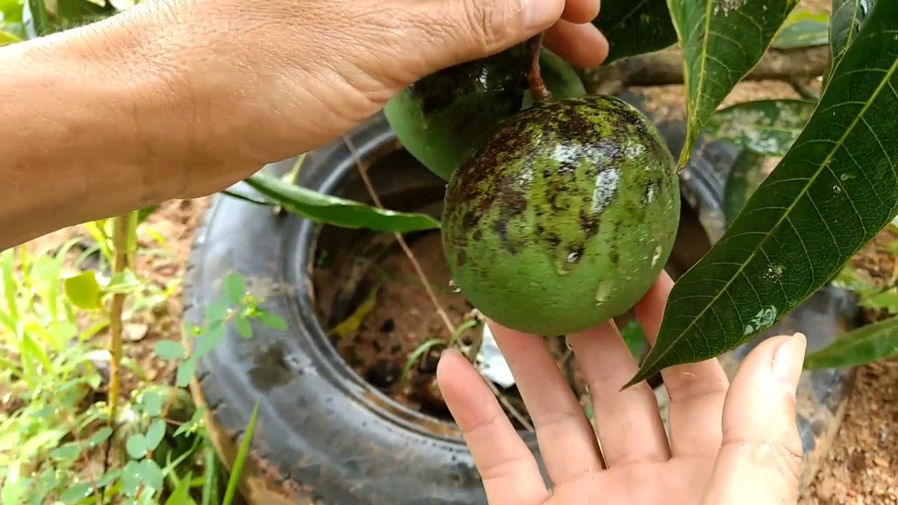 Resultado da frutificação da alporquia de manga