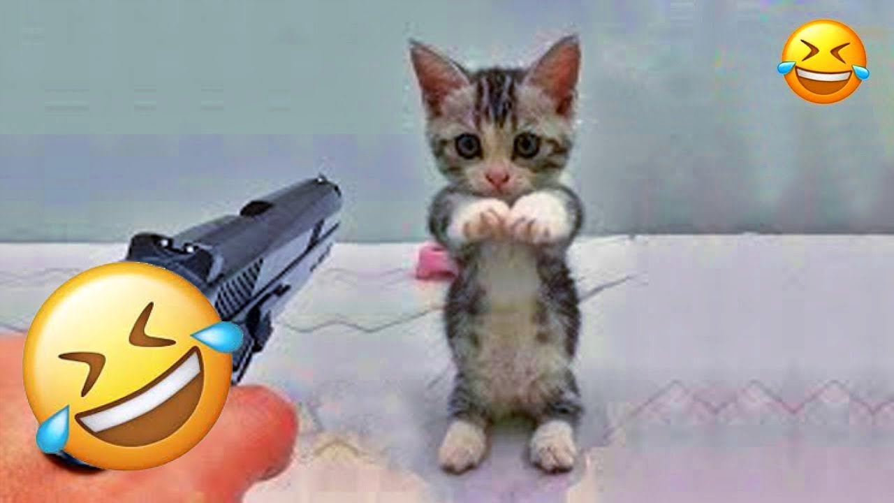 You Laugh You Lose😽🐶Funniest Dogs and Cats 2026👋😜