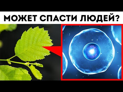 YouTube видео