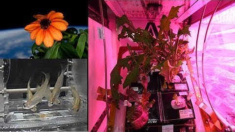 FIRST LEGO League Into Orbit | Plants and Fish in Space