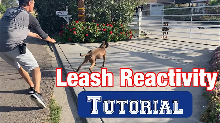 Watch a leash reactivity session//no treats or shocks! - DayDayNews