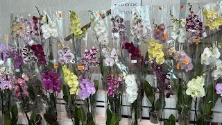 Обзор Орхидей новые сорта ( Одесса садовый центр )