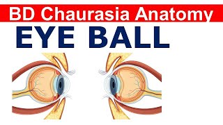 Chp19 BDC Vol3 | Eyeball | Anatomy of Eye | Dr Asif Lectures | BD Chaurasia