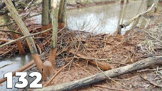 This Dam Was Completely Underwater - Manual Beaver Dam Removal No.132