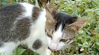 kucing lagi makan anak tikus #cat #cute #funny #kucing