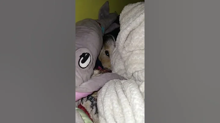 Sam Valerio hiding in his room.