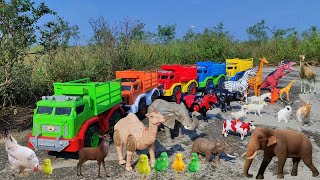 Wadidau !! Proses Potong Sapi, Unta, Kurban, Kambing & Kerbau, | Proses Melahirkan Cesar Truk Hewan.