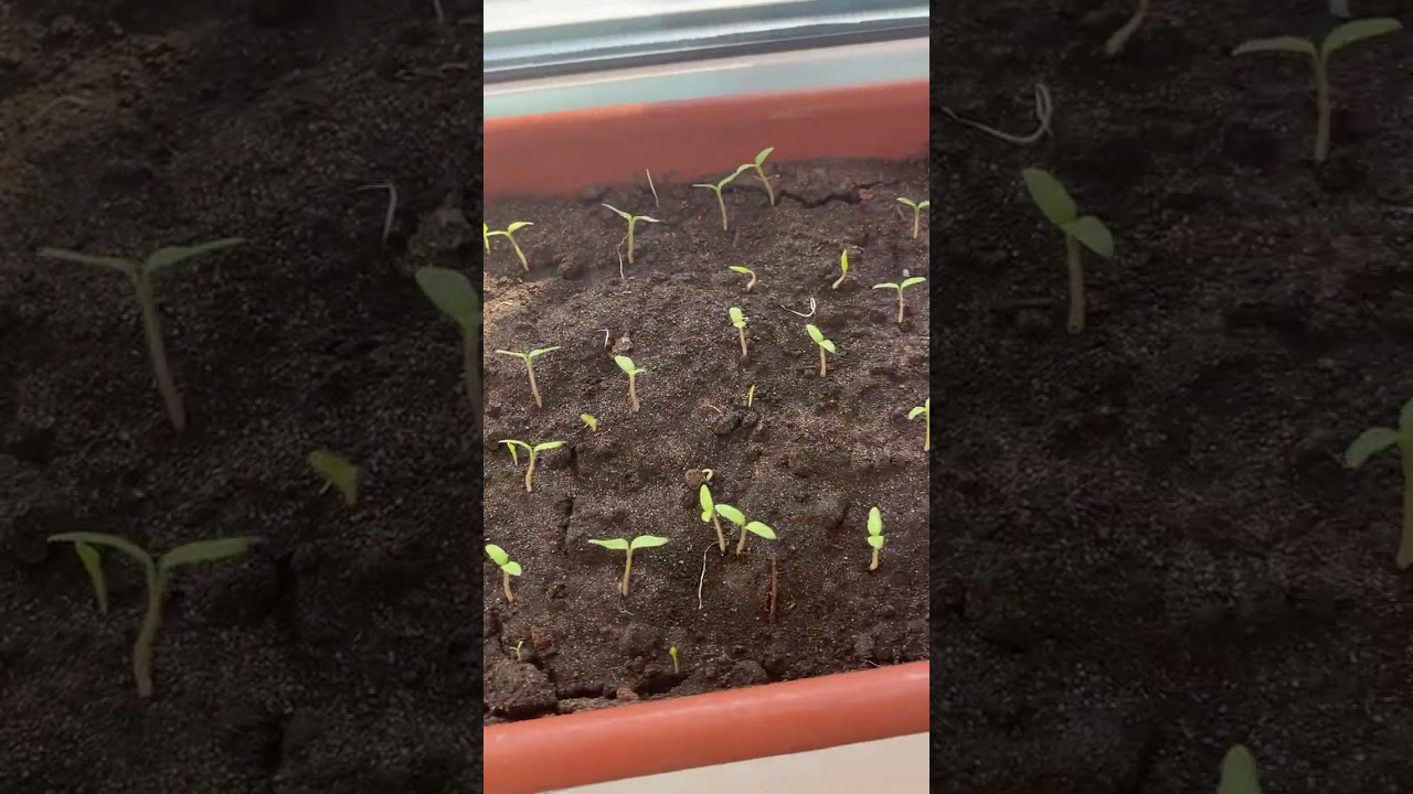 Внимание оговорка! Все посадки произведены 20 и25. 02.2026