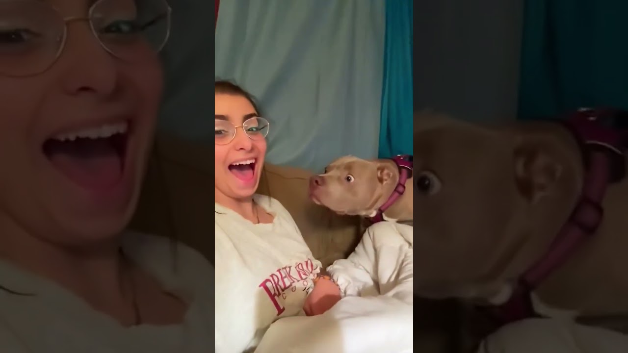 Cute Dogs Being Funny in This Amazing Compilation 