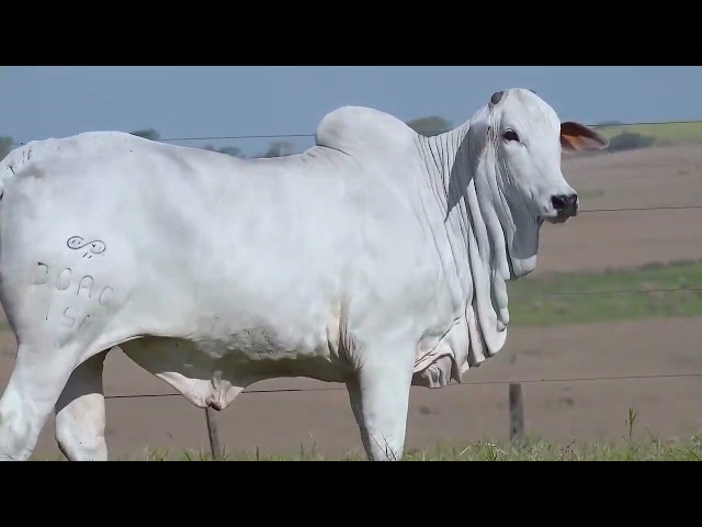 LOTE 52 156 FIV BOAC 156