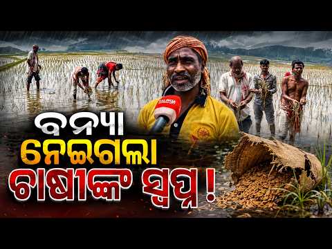 ବନ୍ୟା ଛାଡ଼ିଲା, ଚାଷୀଙ୍କ ଦୁଃଖ ଛାଡ଼ିଲାନି! ଉଜୁଡ଼ିଗଲା ହଜାର ହଜାର ହେକ୍ଟର ଚାଷ #knewsodisha