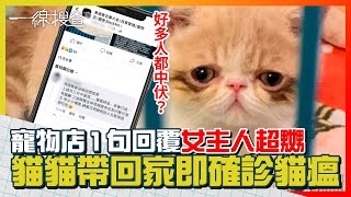 旺角寵物店買異國短毛貓　回家即確診貓瘟　對方咁回應女主人嬲到震　#一線搜查