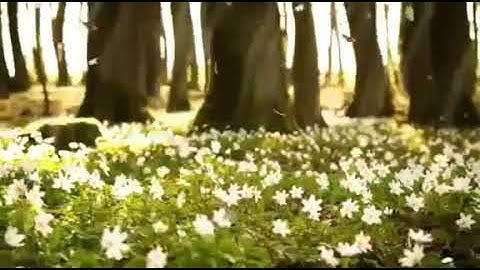 حالات واتس اب/القرآن الكريم/بصوت الشيخ سعد الغامدي