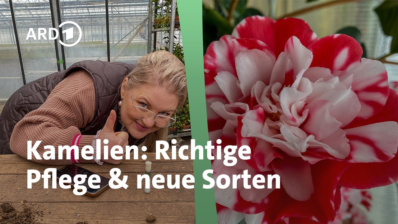 Gesunde Kamelien mit tollen Blüten - so wachsen sie gut | MDR Garten