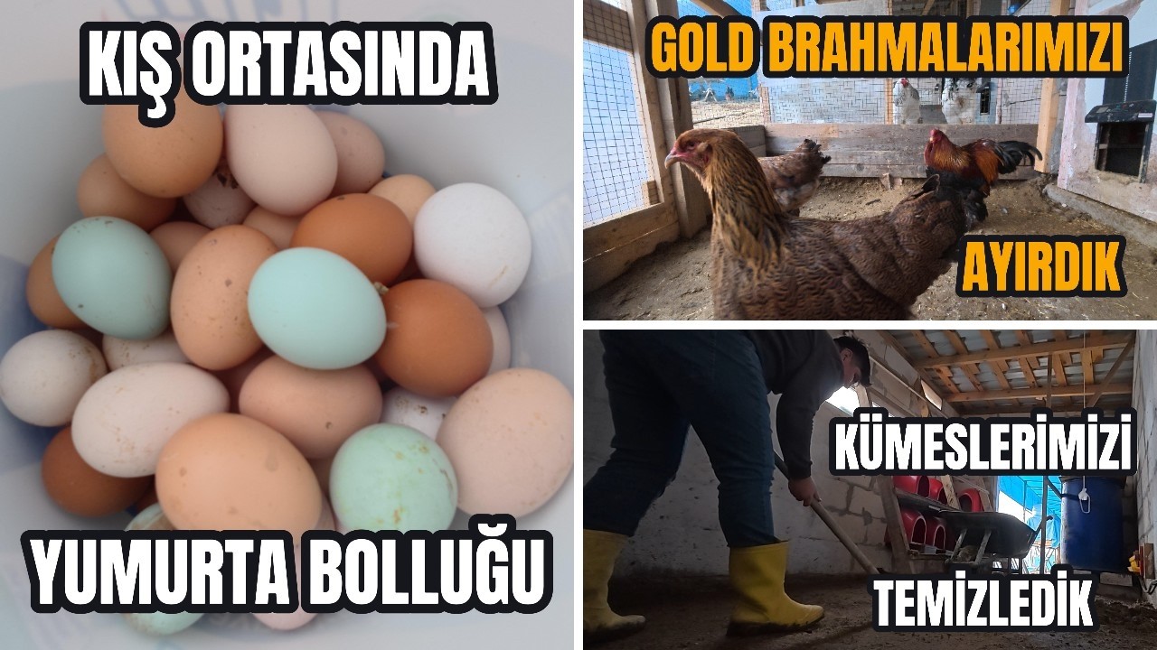 Yumurta Bolluğu - Gold Brahmalarımızı Ayırdık - Kümeslerimizi Temizledik - Fazlalık Horozları Kestik